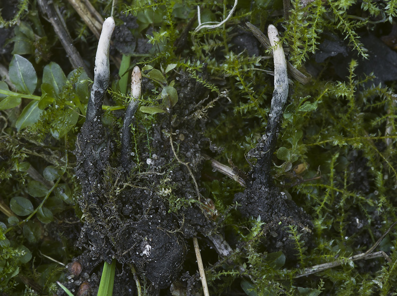 Xylaria oxyacanthae